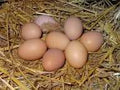Oeufs de poule fermier